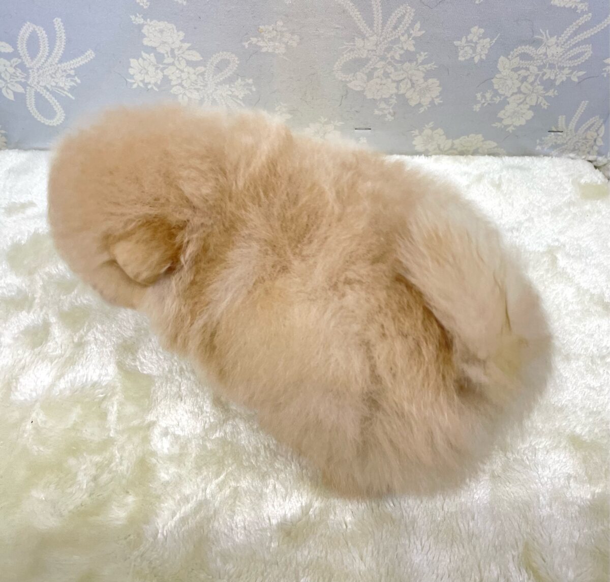 ポメラニアン