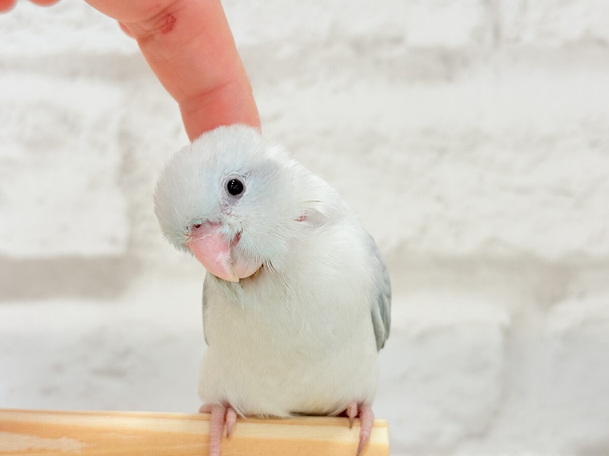 マメルリハ