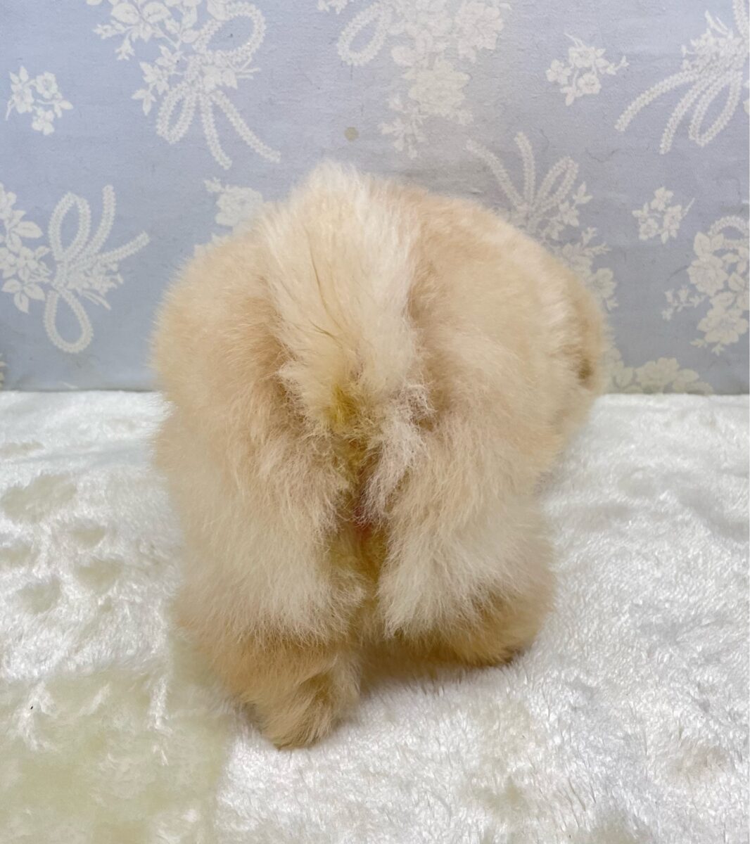 ポメラニアン