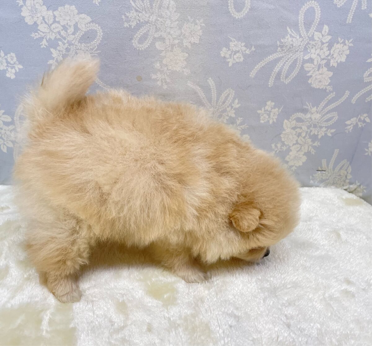 ポメラニアン