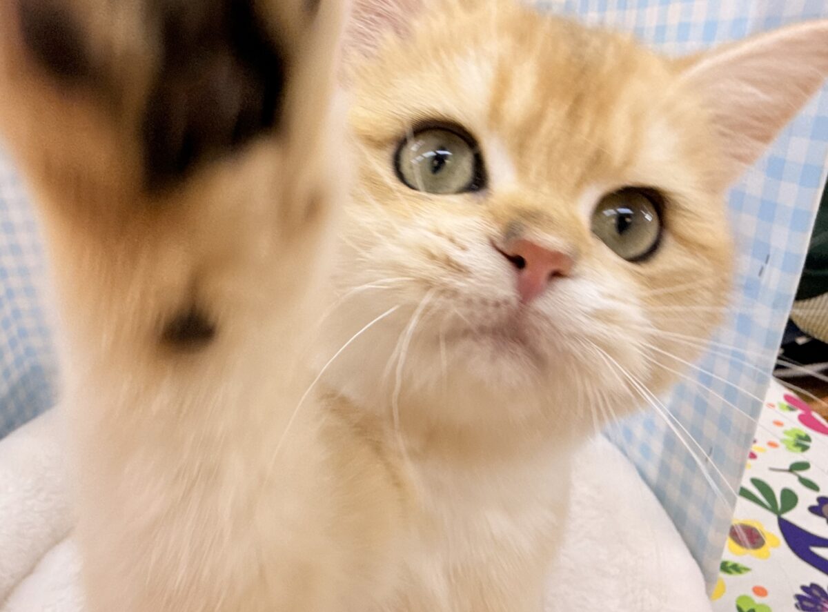 ブリティッシュショートヘア