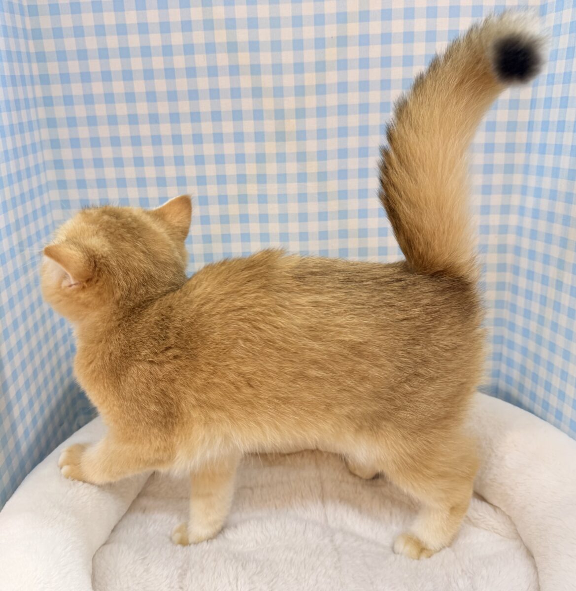 ブリティッシュショートヘア