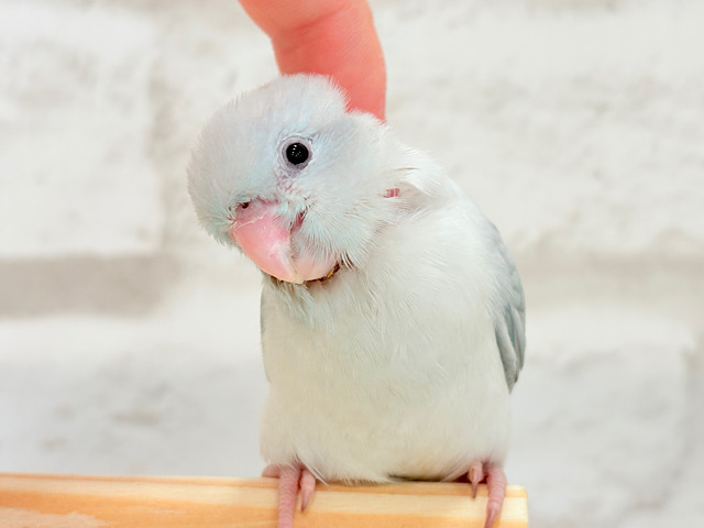 【最新画像更新🪄もうすぐひとり餌‪☆】なんだか違う？なにかが違う？🐣🩵マメルリハ(アメリカンホワイト) ヒナ