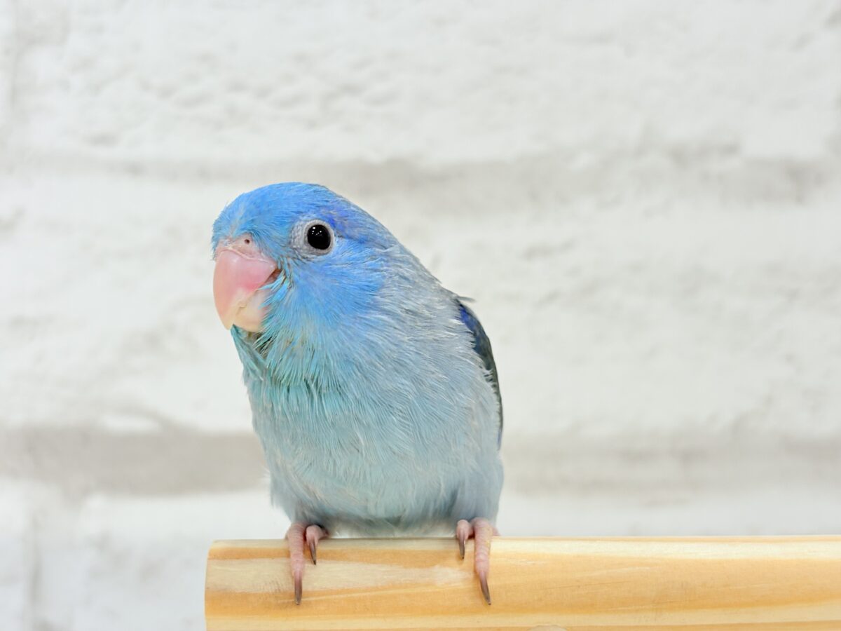 マメルリハ