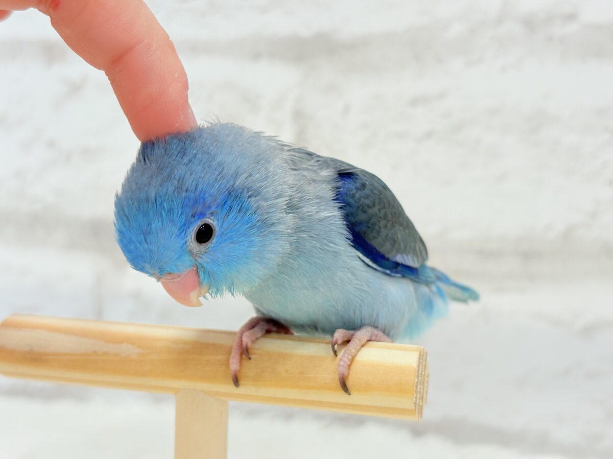 マメルリハ