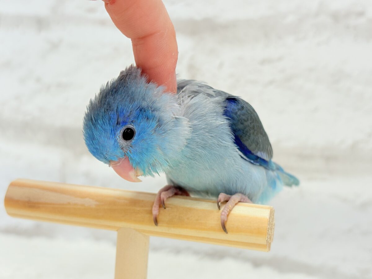 マメルリハ