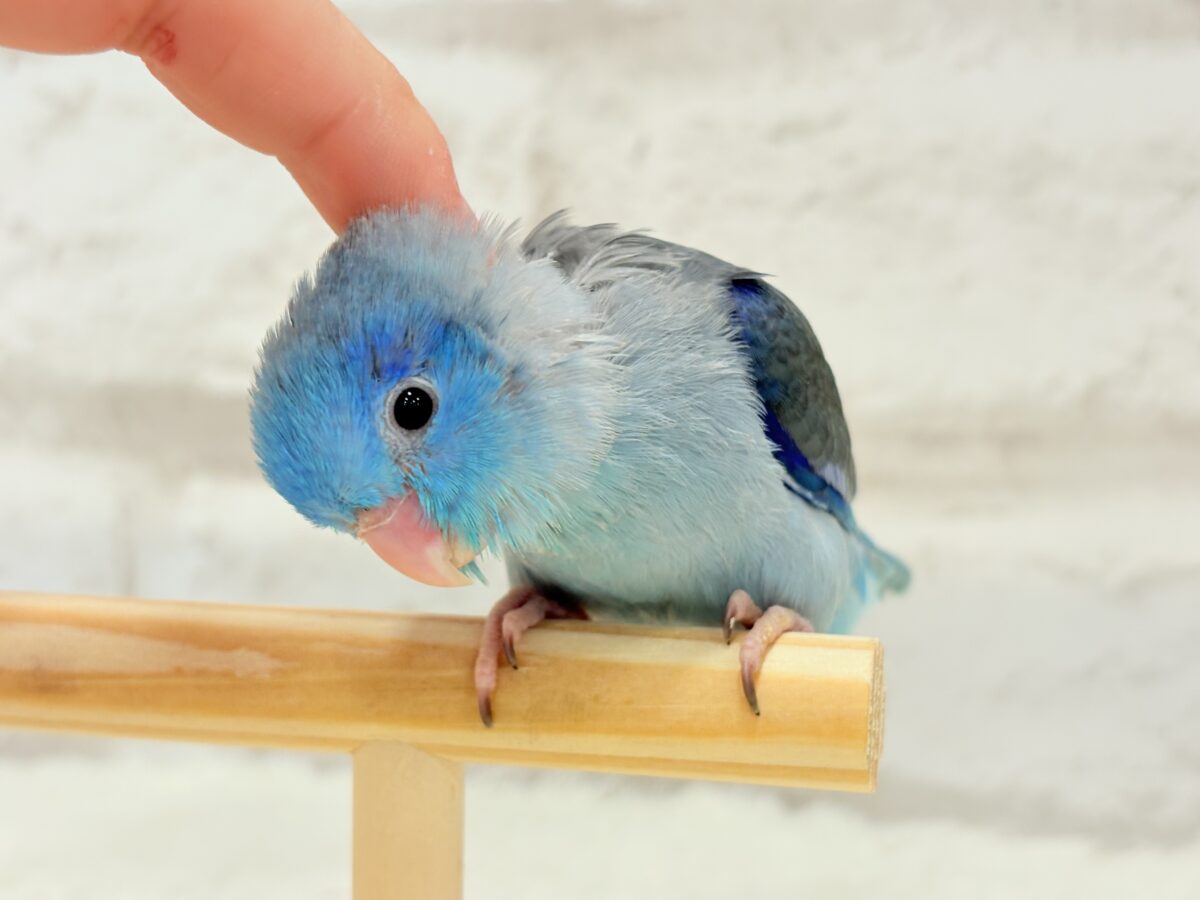 マメルリハ