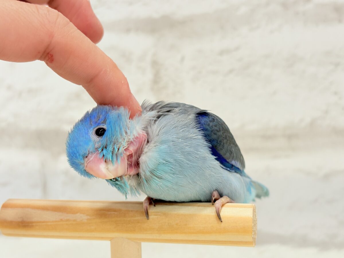 【最新画像更新🪄】マメガオ〜⋆͛🦕⋆可愛いお顔の恐竜さん🐣💙マメルリハ(ブルー) 男の子 ヒナ マメルリハ