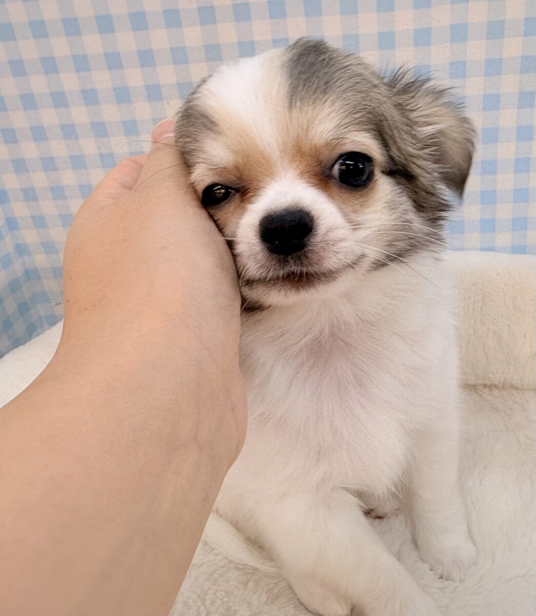 チワワ