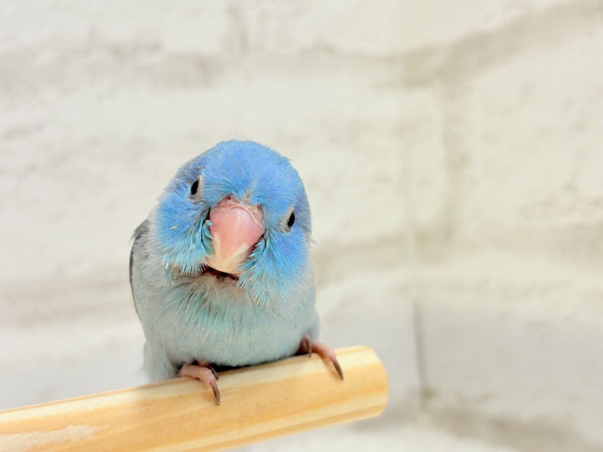 【最新画像更新🪄】マメガオ〜⋆͛🦕⋆可愛いお顔の恐竜さん🐣💙マメルリハ(ブルー) 男の子 ヒナ マメルリハ