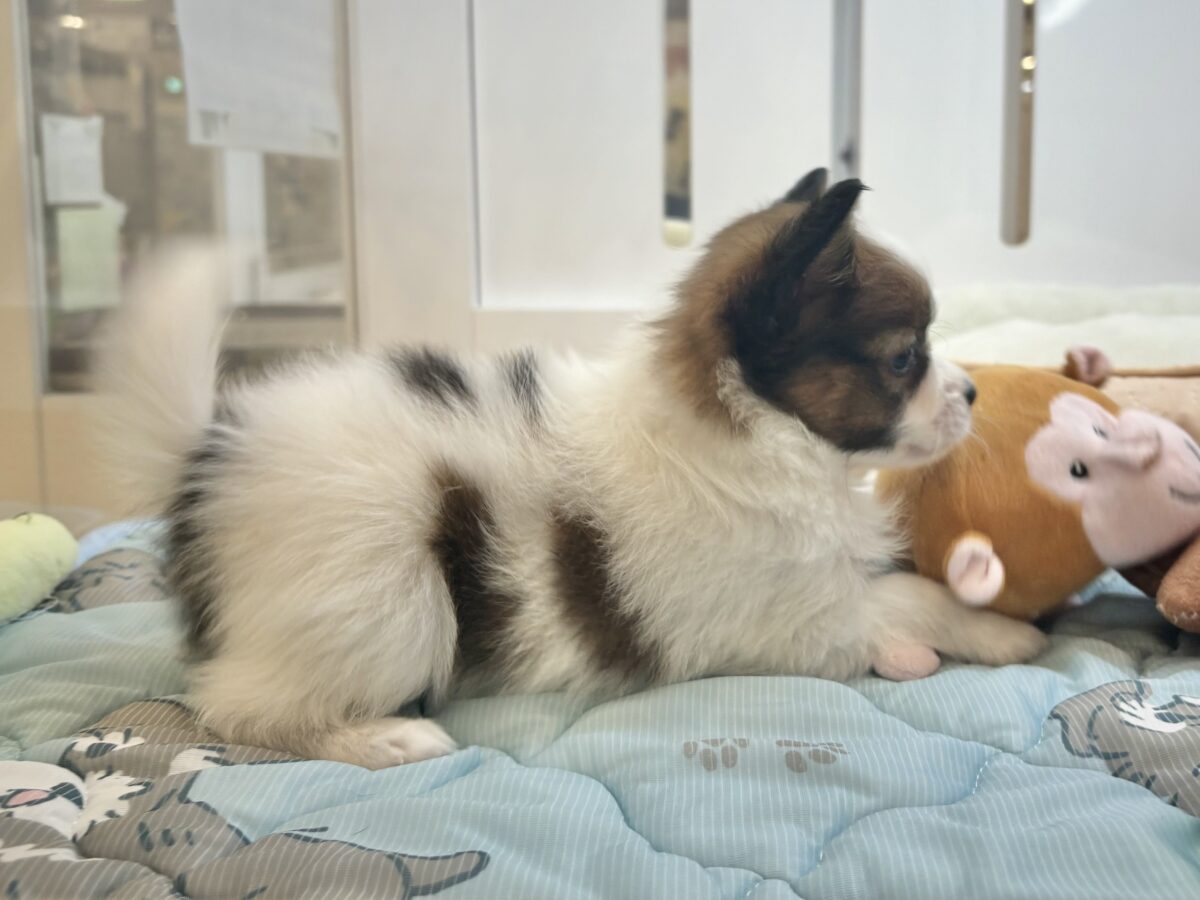 パピヨン