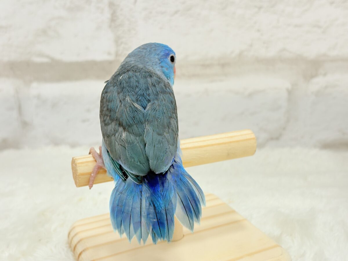 【最新画像更新🪄】マメガオ〜⋆͛🦕⋆可愛いお顔の恐竜さん🐣💙マメルリハ(ブルー) 男の子 ヒナ マメルリハ