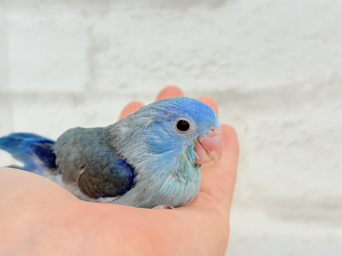 【最新画像更新🪄】マメガオ〜⋆͛🦕⋆可愛いお顔の恐竜さん🐣💙マメルリハ(ブルー) 男の子 ヒナ マメルリハ