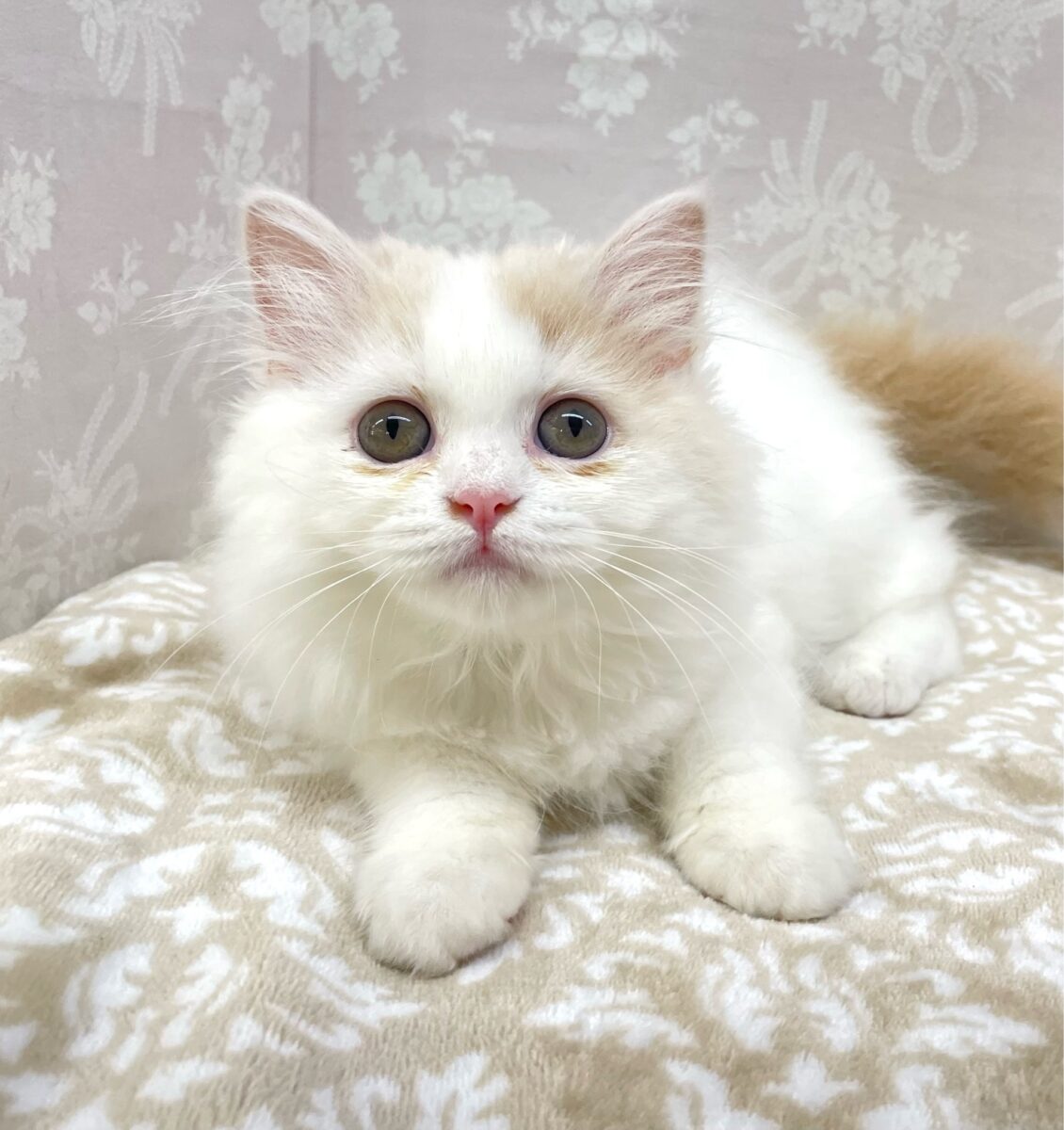 スコティッシュフォールド