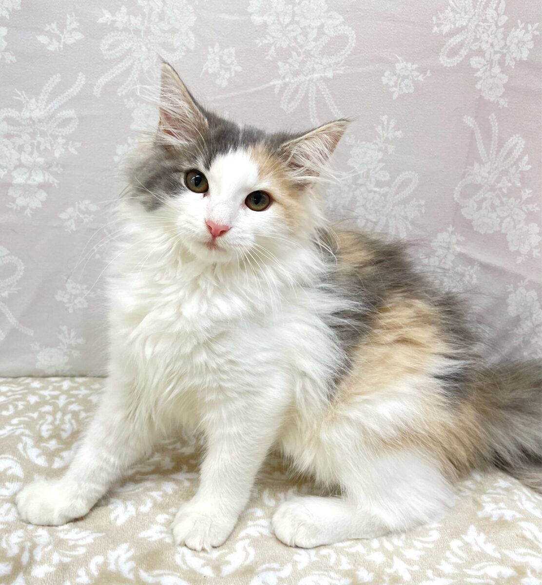 ✨かわいい色合い️✨ノルウェージャン(ダイリュートキャリコ)🤍💙女の子💕‪2026年4月8日生まれ