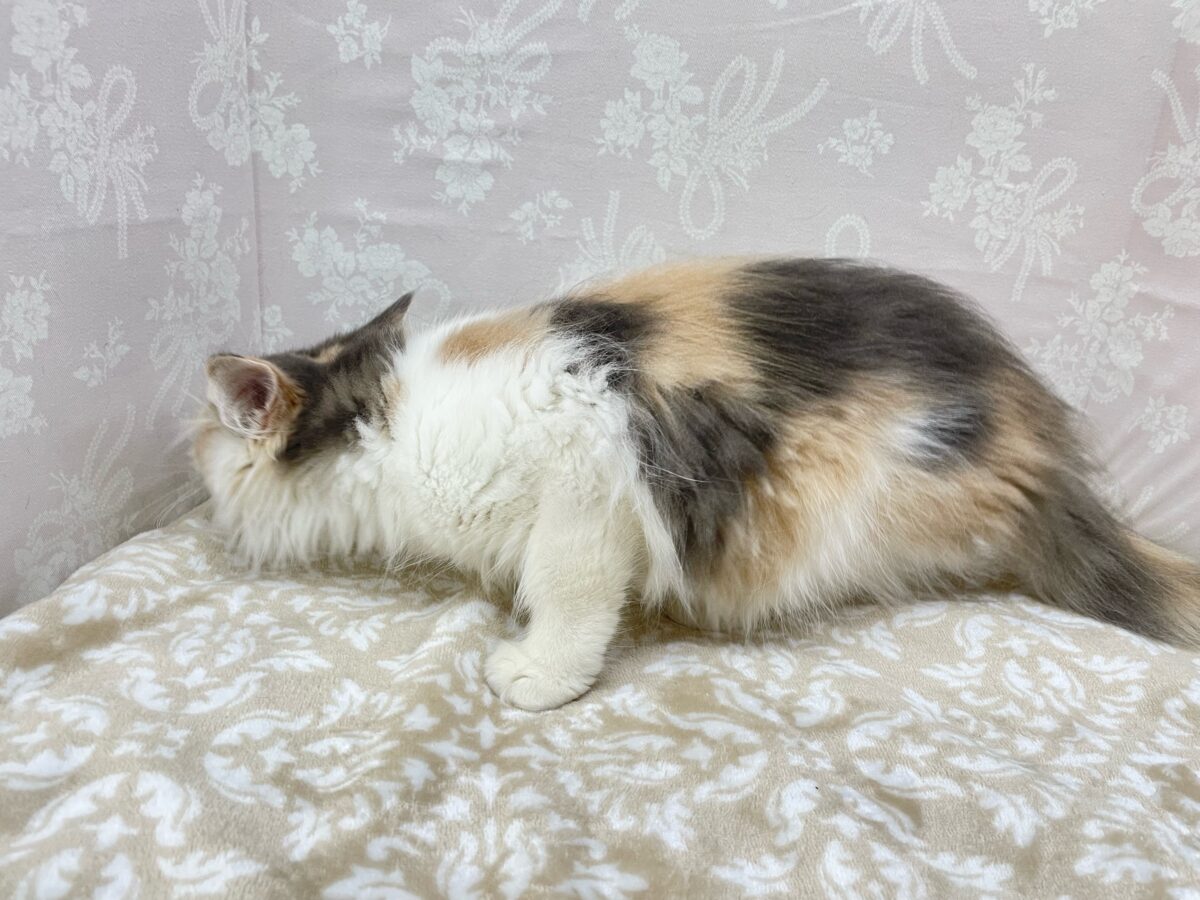 ノルウェージャンフォレストキャット
