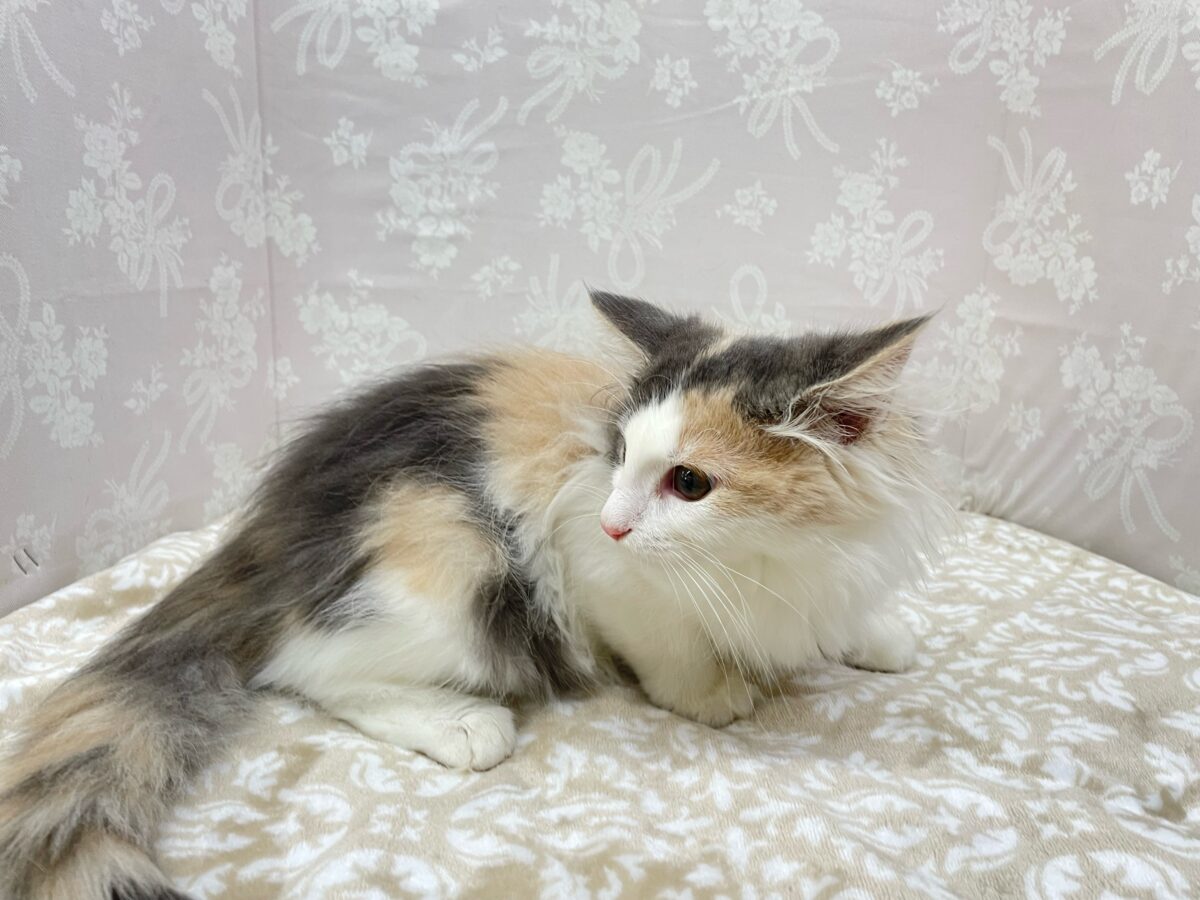 ノルウェージャンフォレストキャット