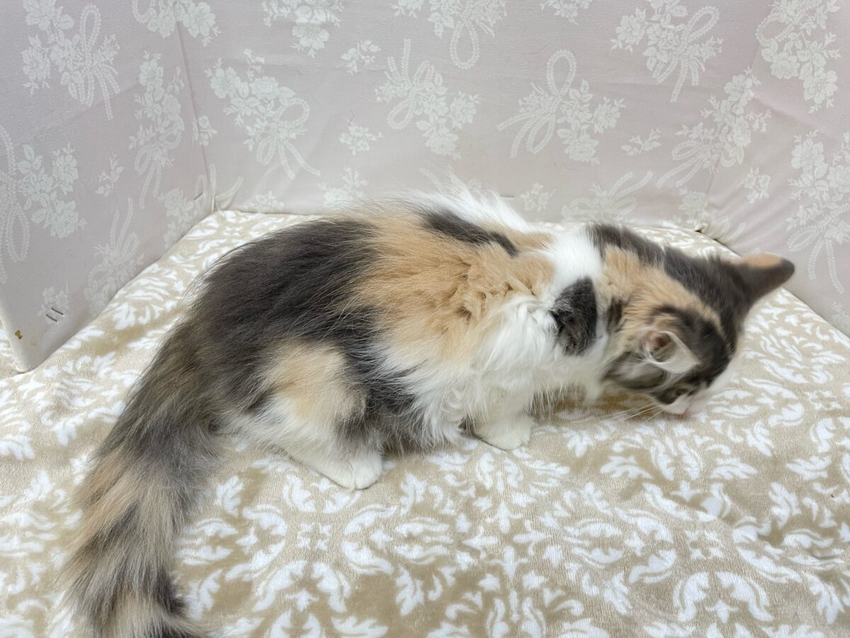 ノルウェージャンフォレストキャット