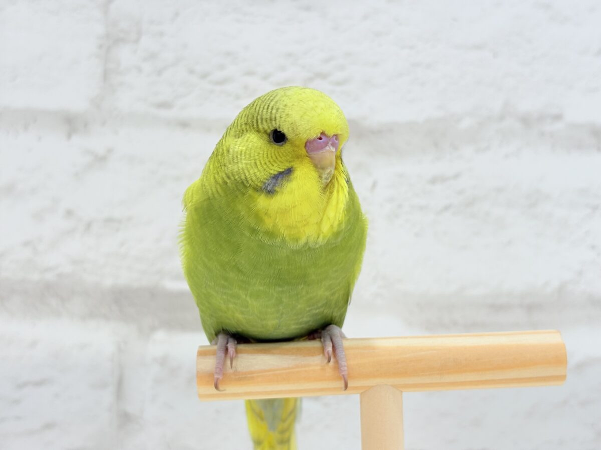 ジャンボセキセイインコ