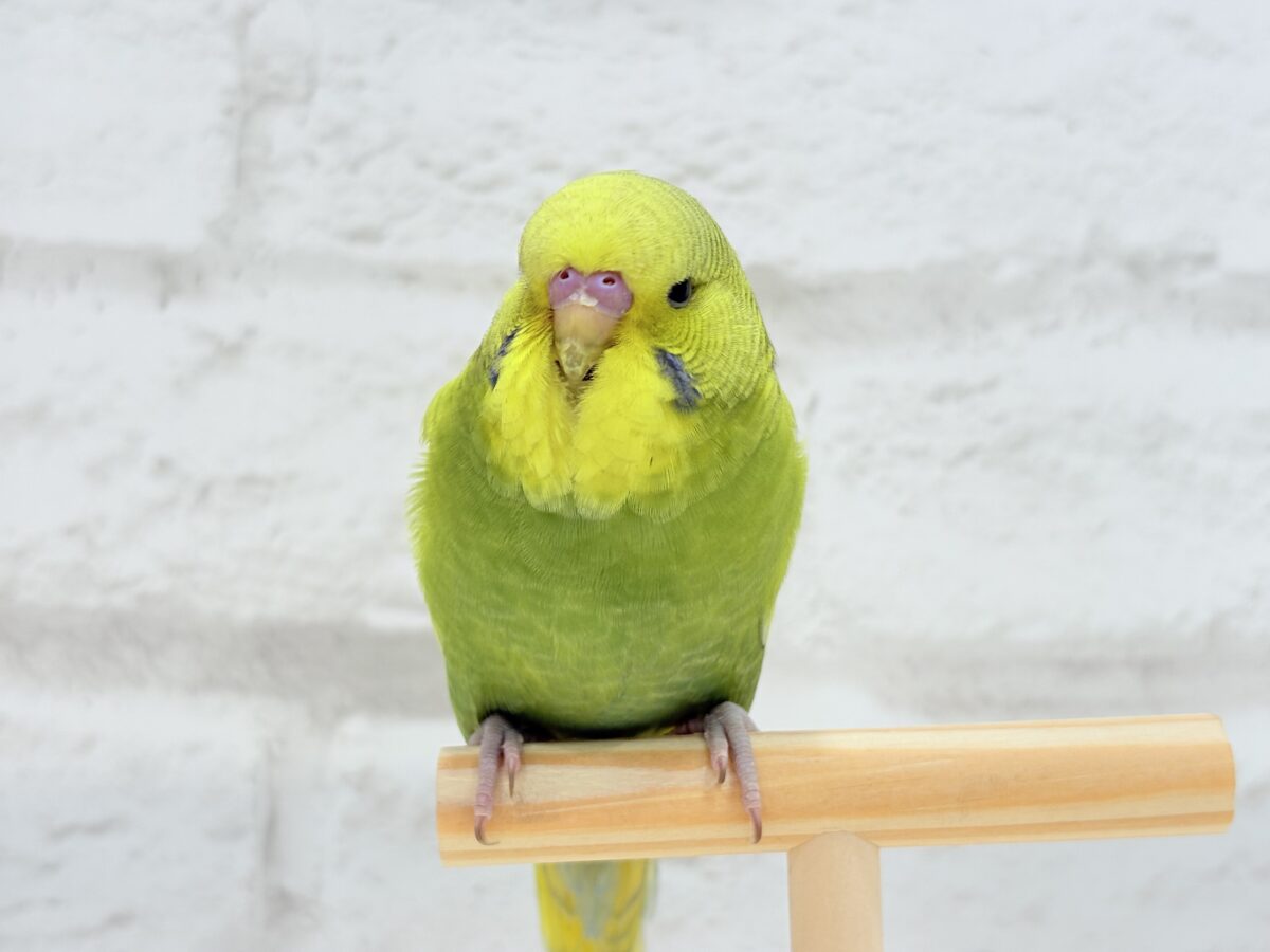 ジャンボセキセイインコ