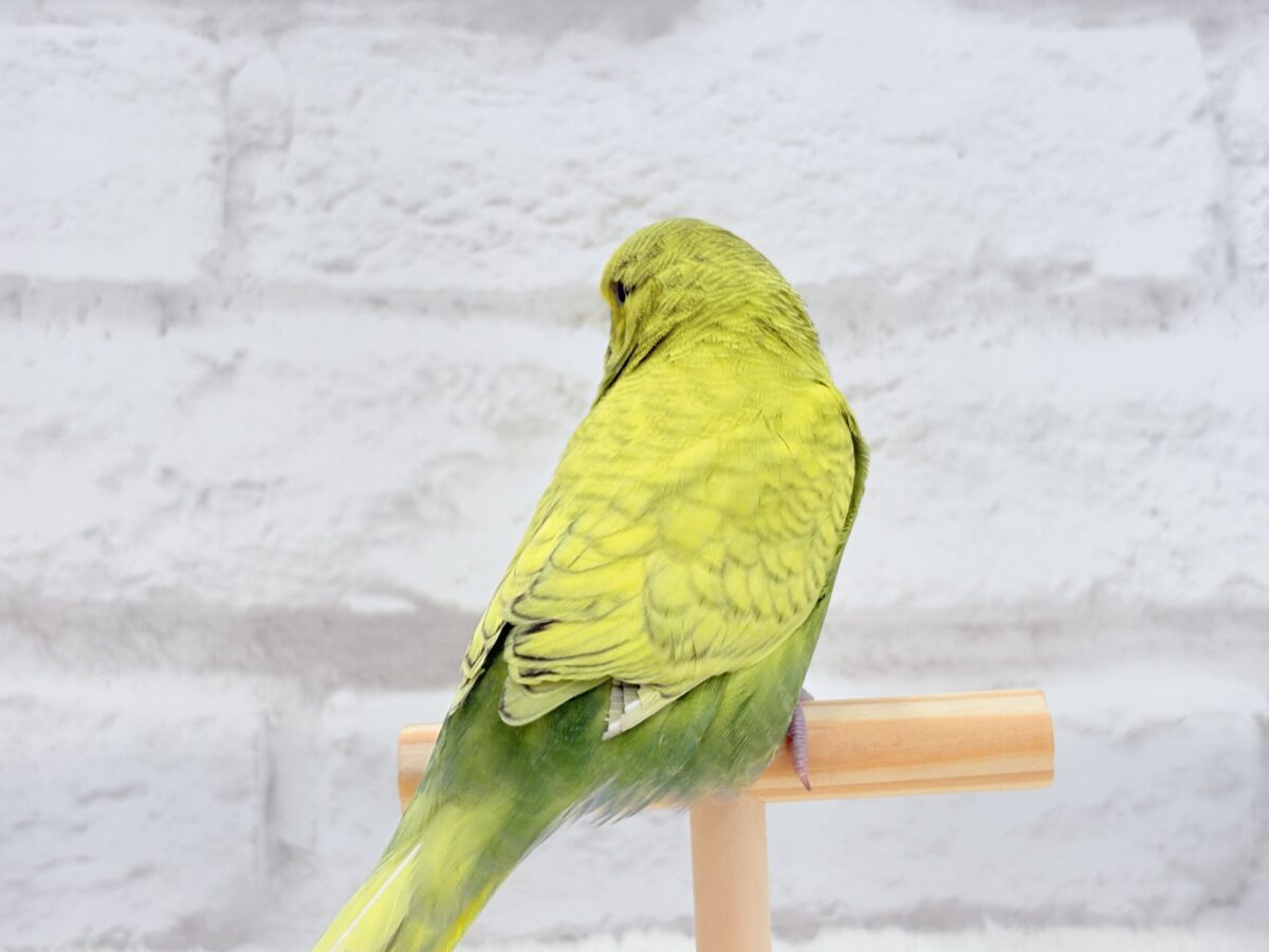 ジャンボセキセイインコ
