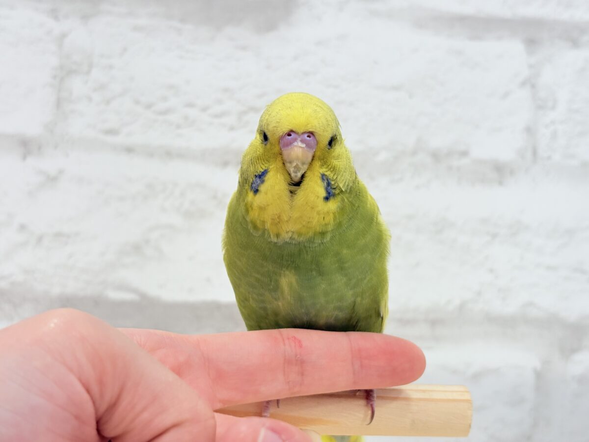 ジャンボセキセイインコ