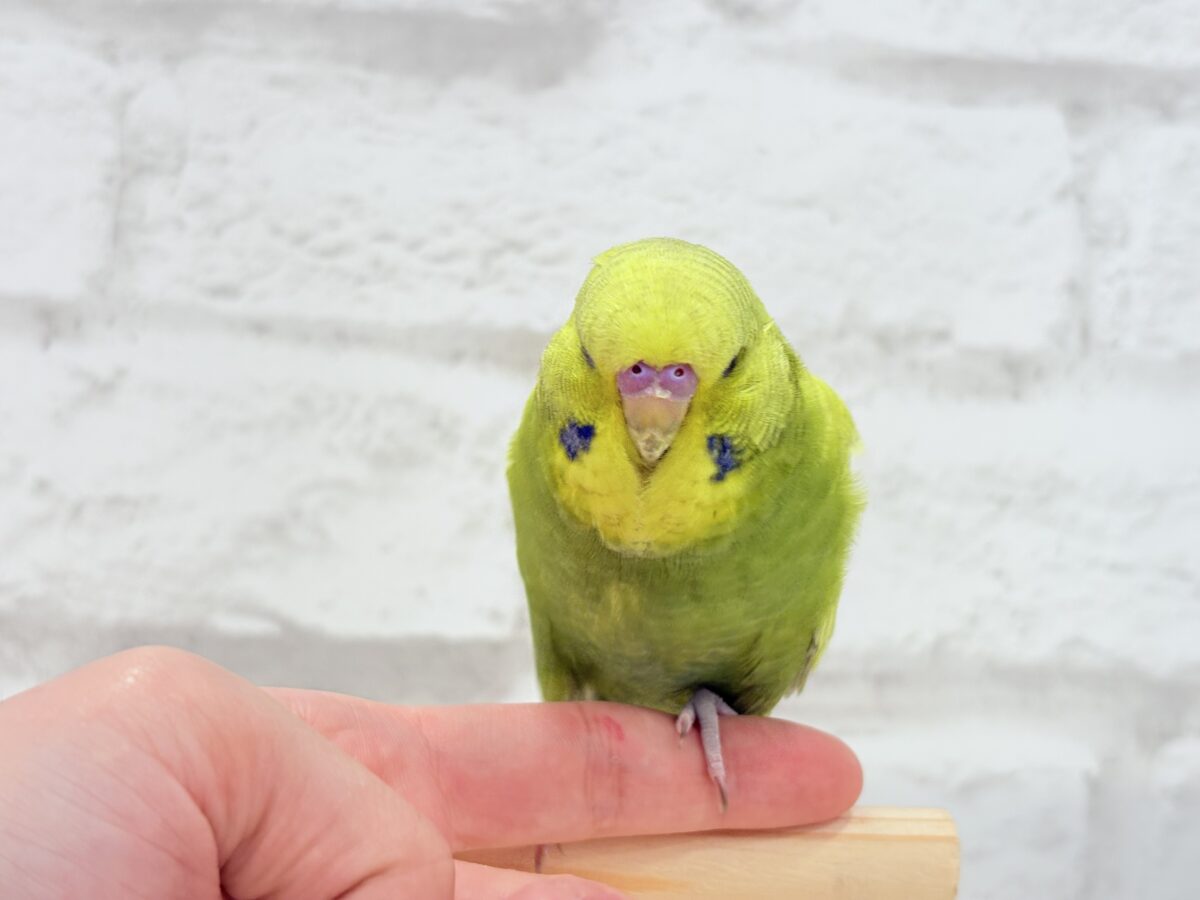 ジャンボセキセイインコ