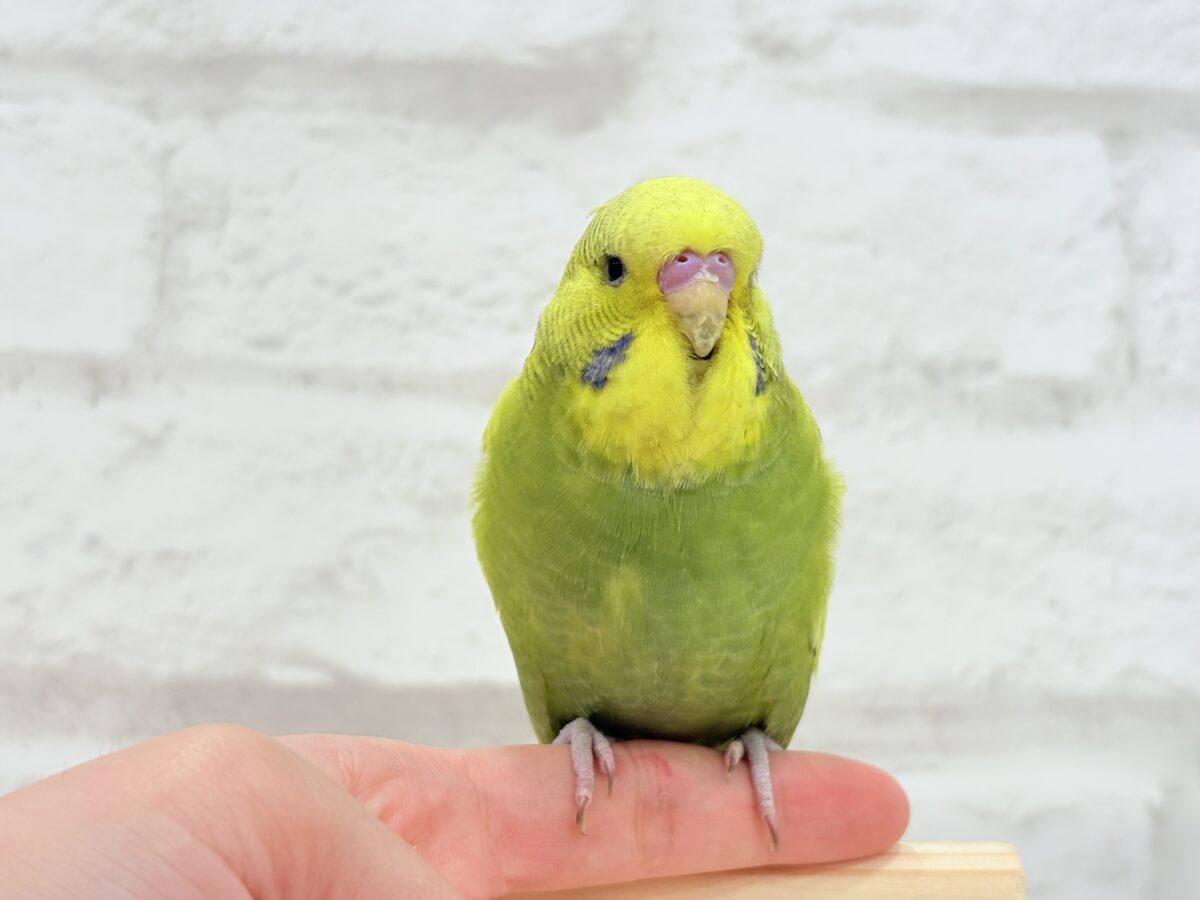 ジャンボセキセイインコ