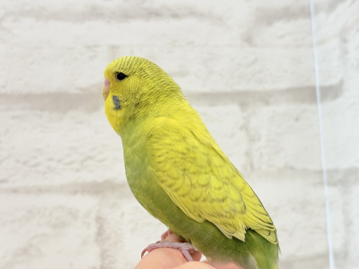 ジャンボセキセイインコ