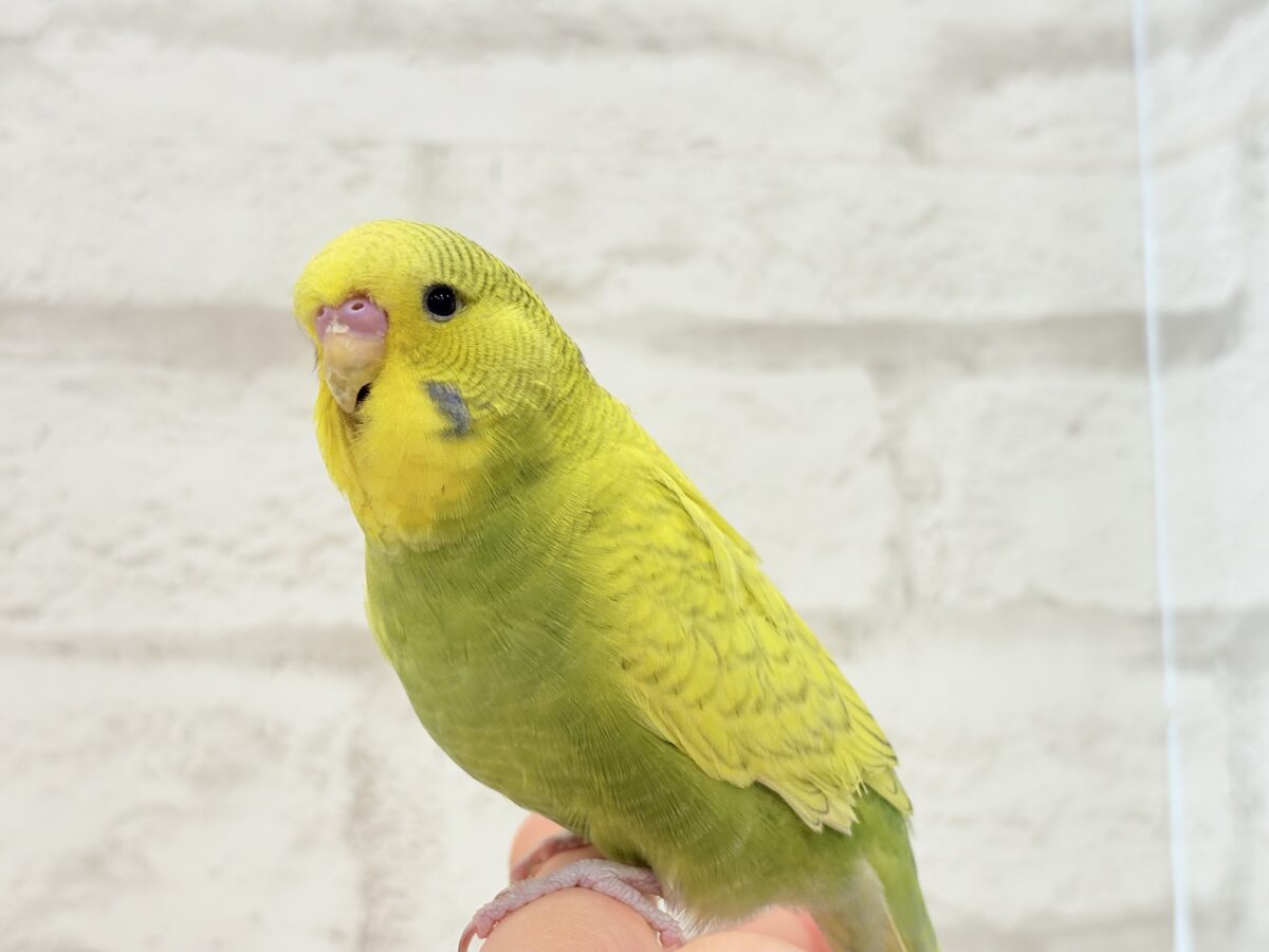 ジャンボセキセイインコ