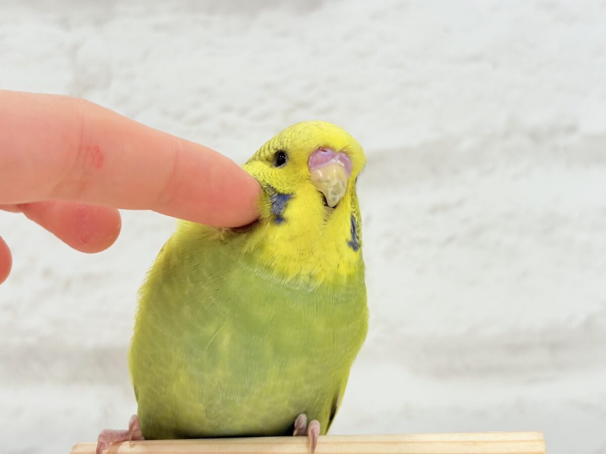 ジャンボセキセイインコ