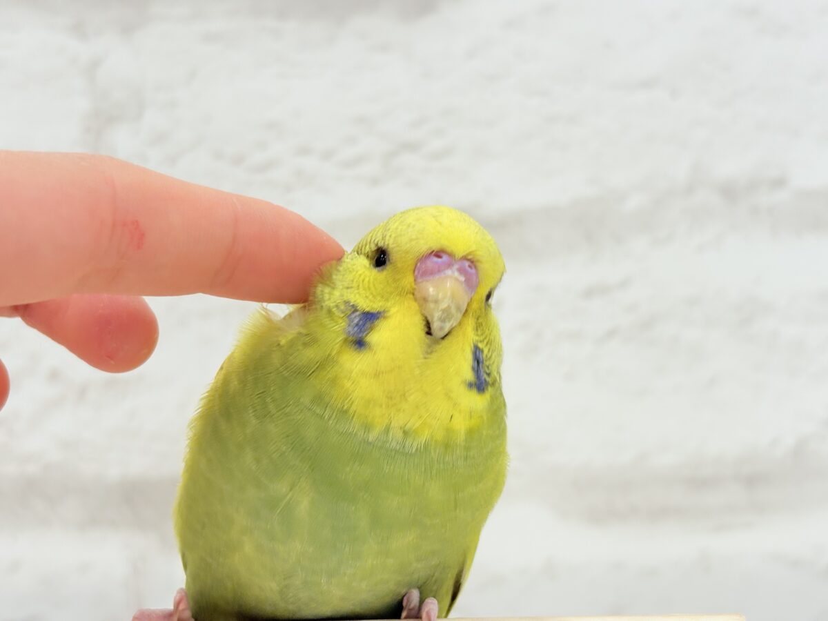 ジャンボセキセイインコ