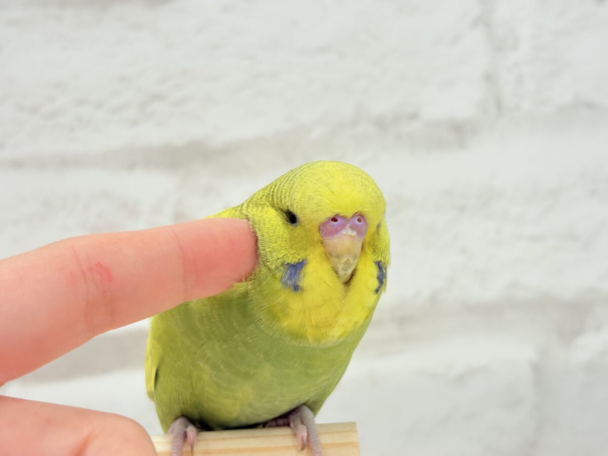 ジャンボセキセイインコ