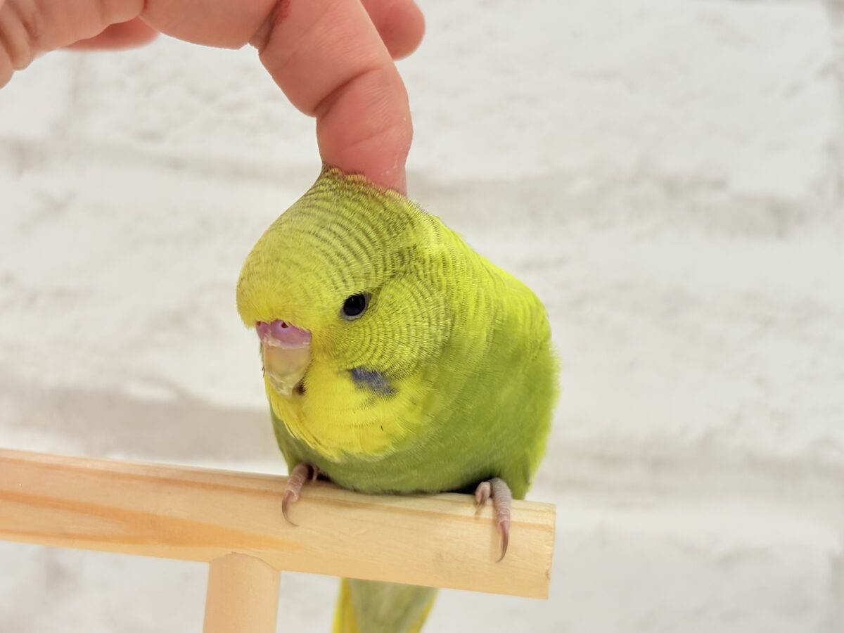ジャンボセキセイインコ