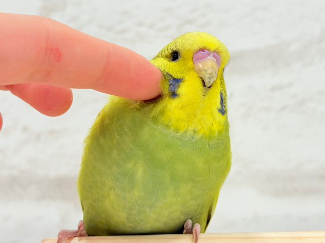 【最新画像更新🪄】もっふりもふもふジャンボちゃん🐥💚ジャンボセキセイインコ(スパングル)