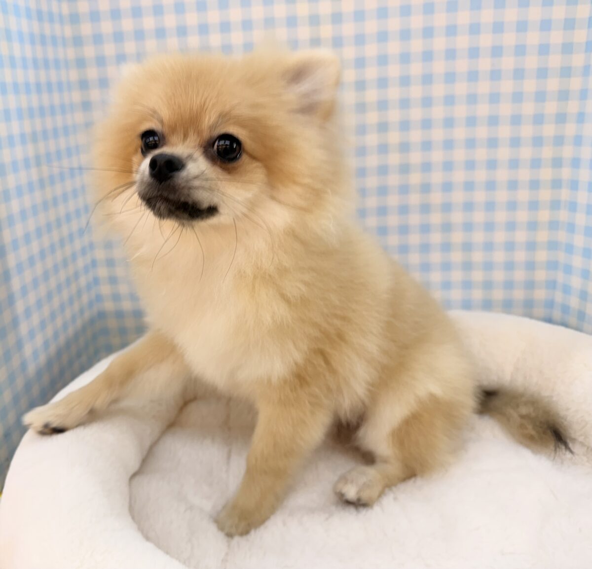 ポメラニアン