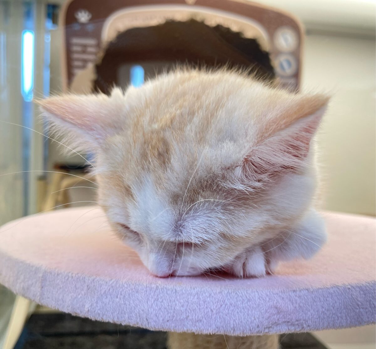 ブリティッシュショートヘア