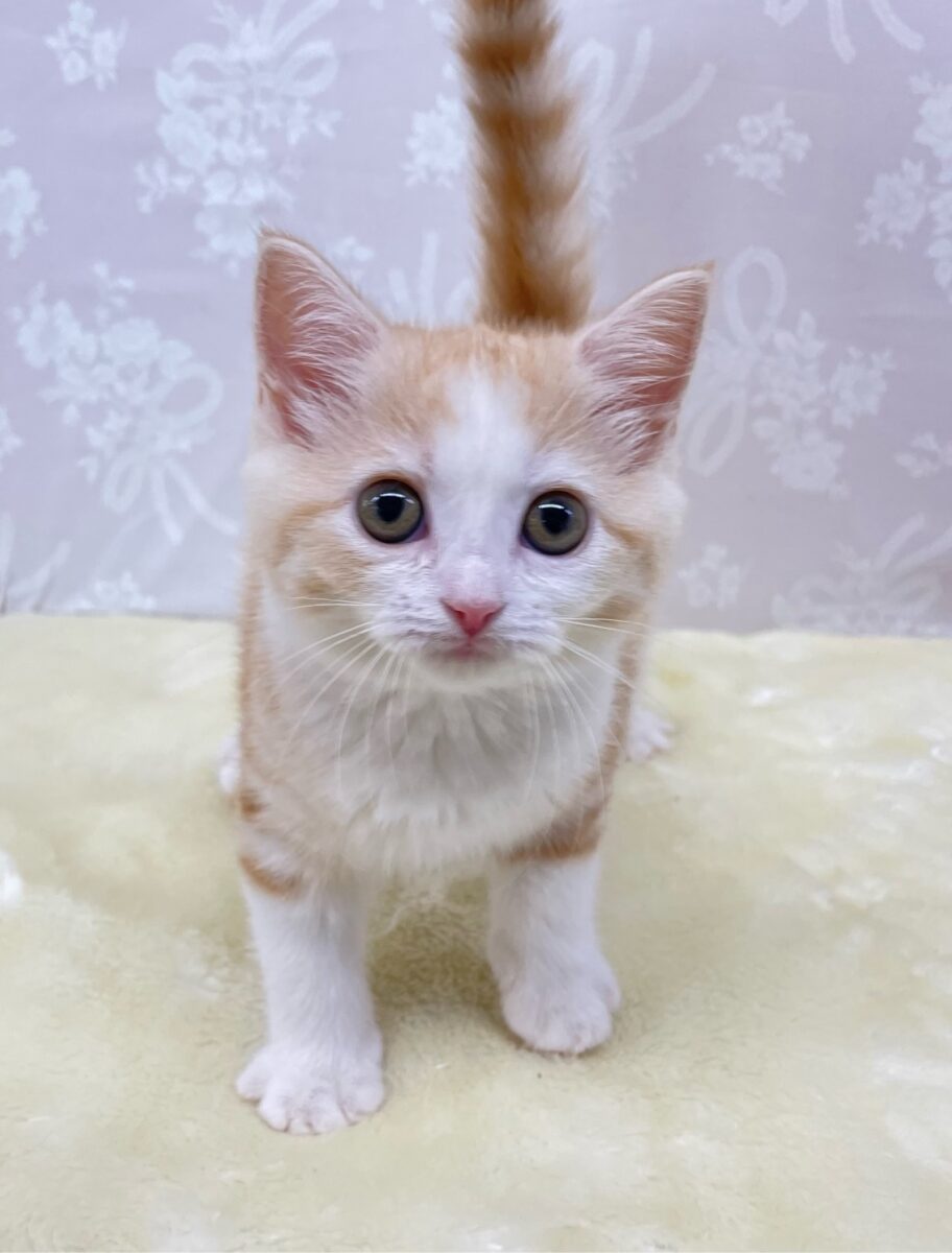 ブリティッシュショートヘア