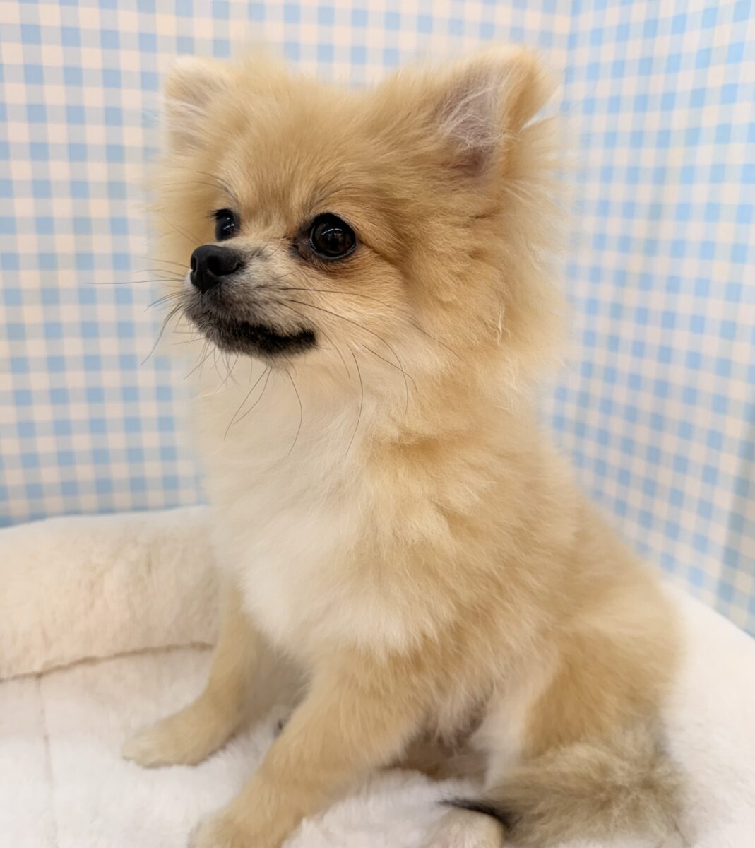 ポメラニアン