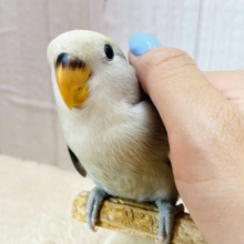 最新画像有ります🌟もふもふっと綿毛もオシャレカラーになるはず‼️コザクラインコ（モーブパイド）🩶