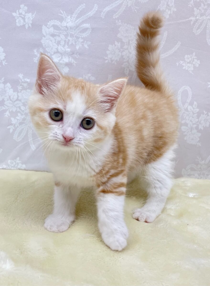 ブリティッシュショートヘア
