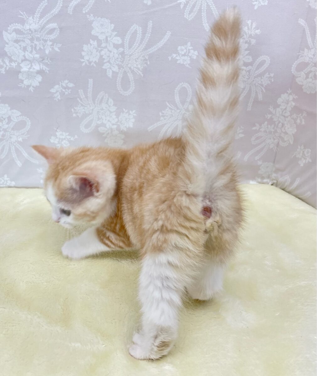 ブリティッシュショートヘア