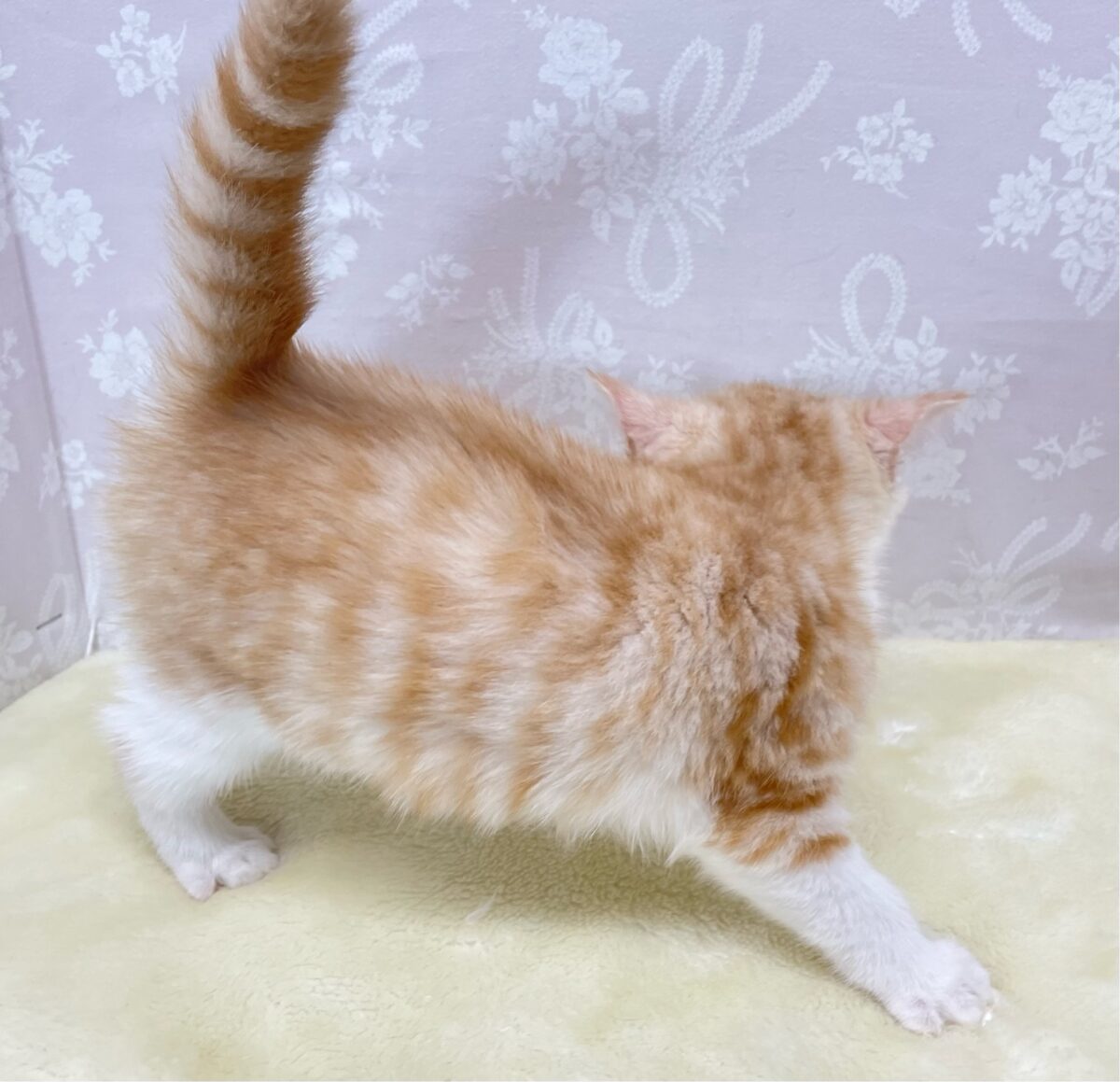 ブリティッシュショートヘア