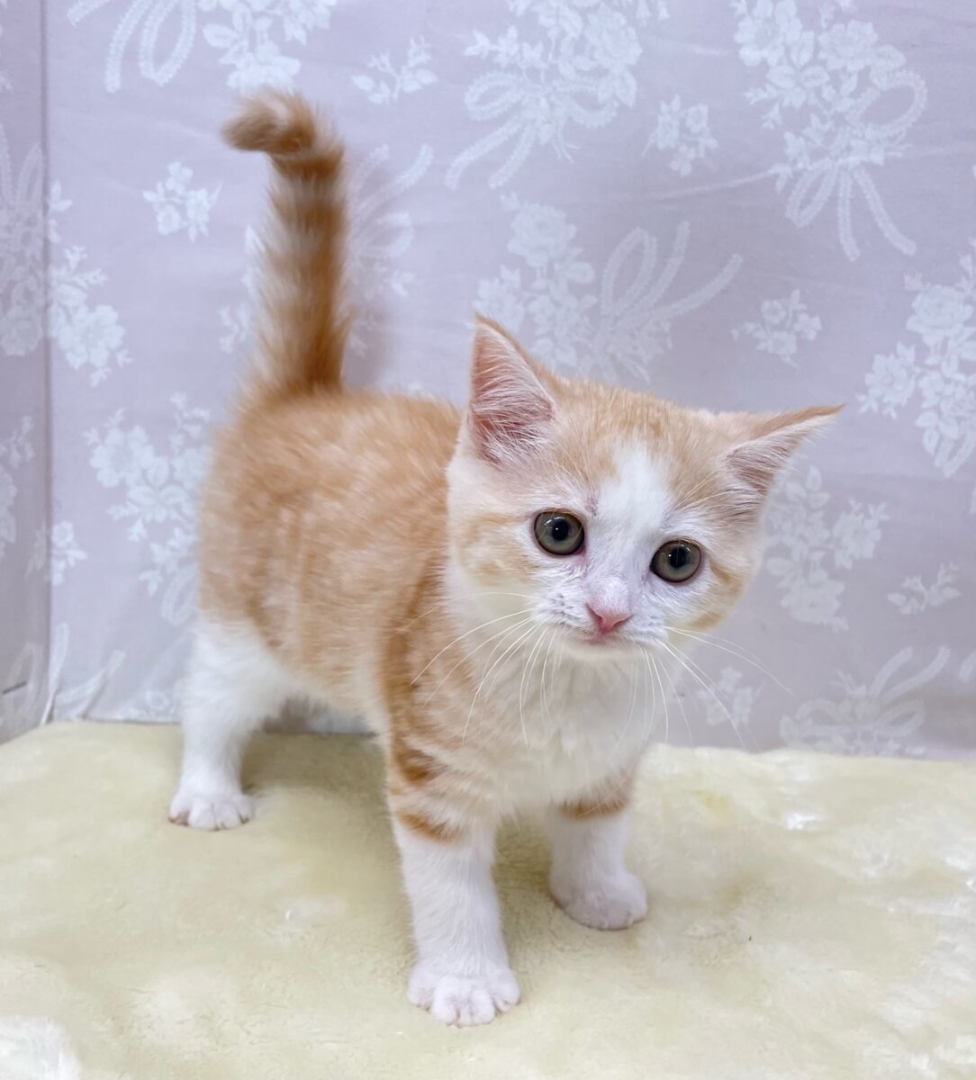 ブリティッシュショートヘア