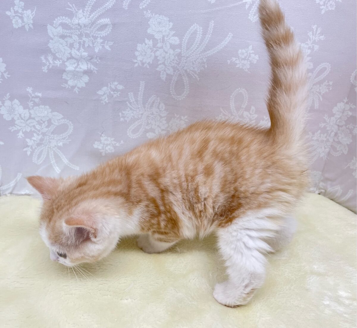 ブリティッシュショートヘア