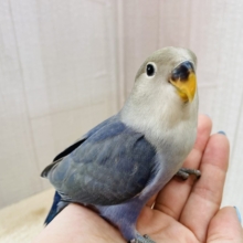 最新画像有ります❗️気品を感じます✨コザクラインコのバイオレット💜