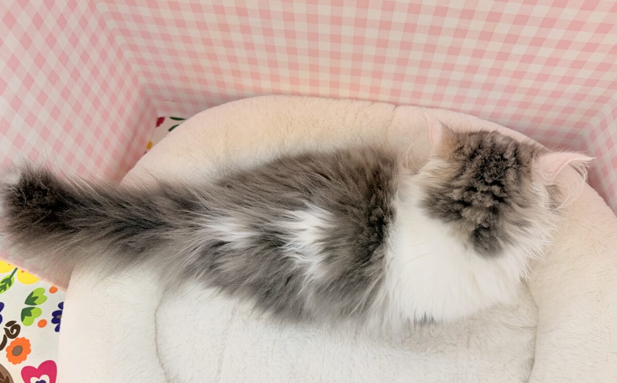 マンチカン