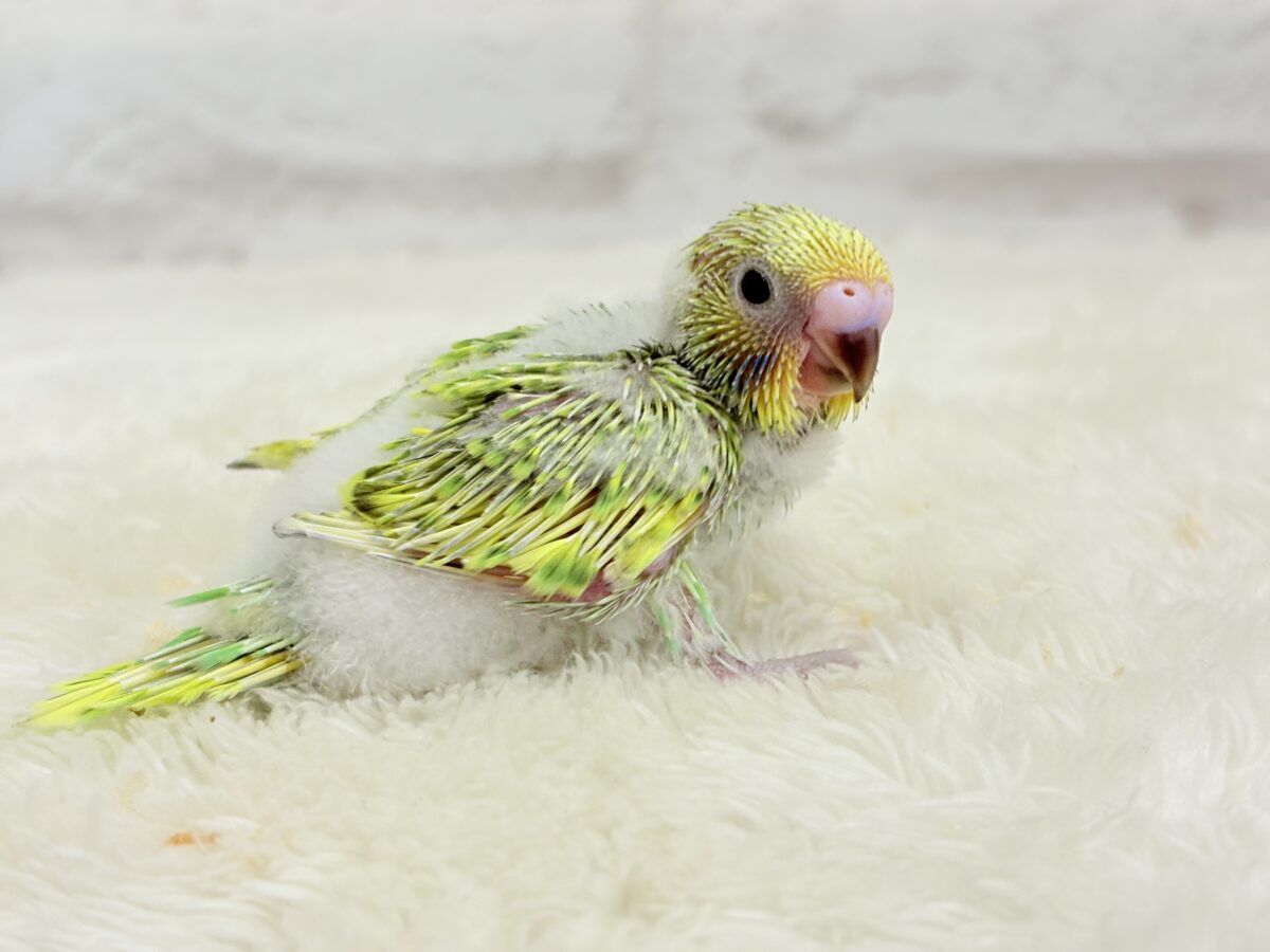 セキセイインコ