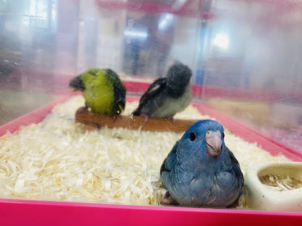 サザナミインコ