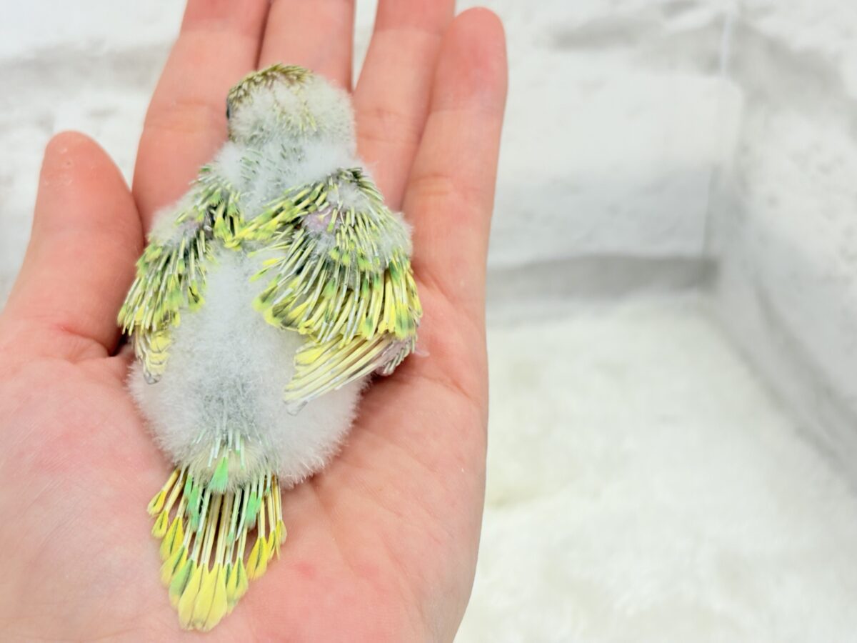 セキセイインコ